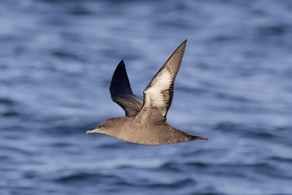 Sooty shearwater